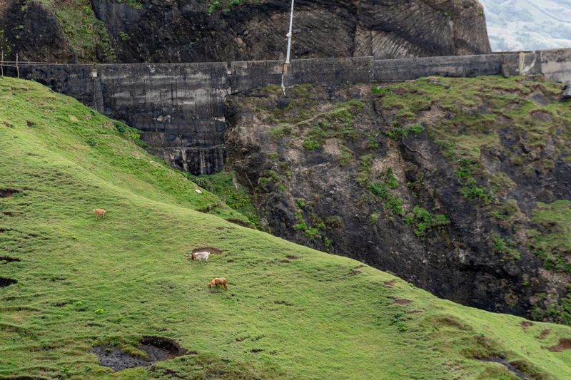 The goats, up-close.