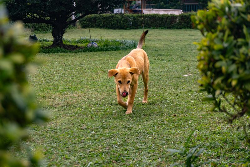 Kind dog who followed me all the time in Mahatao. Manny mentioned the dog's lineage has been a faithful mainstay of the parish.