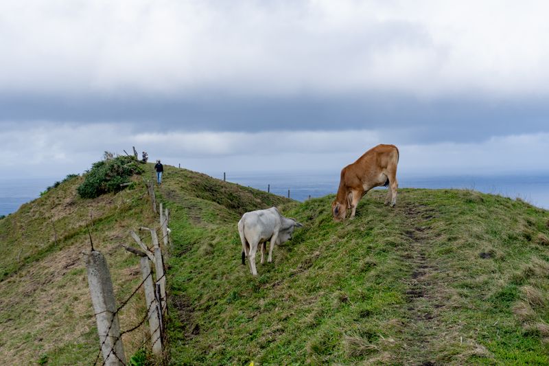 A couple of young cows blocking my path, too occupied with mastication.